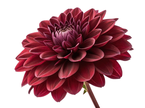 stunning dahlia flower showcases rich red petals that radiate beauty and elegance, perfect for any floral arrangement or garden png