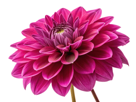 vibrant dahlia flower showcases stunning pink petals radiating beauty and elegance, perfect for any floral arrangement png