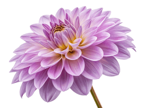 stunning dahlia flower showcases delicate petals in soft shades of pink and lavender, radiating beauty and elegance in nature design png