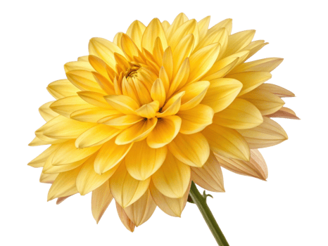 vibrant dahlia flower in stunning yellow hues showcases its intricate petals and natural beauty, perfect for brightening any space png