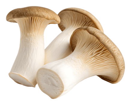 Fresh king oyster mushrooms isolated png
