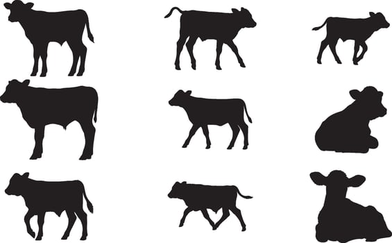 Silhouettes of cows and calves on a white background vector