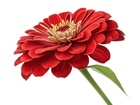 vibrant zinnia flower showcases its stunning red petals and intricate center, radiating beauty and joy in any garden setting png