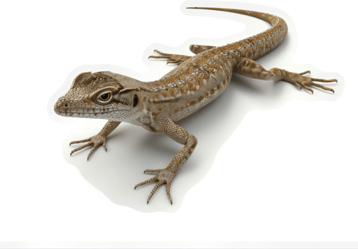 Close-up view of a lizard on a white background. png