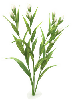 Lush, vibrant bunch of flowering plants with elongated leaves. png