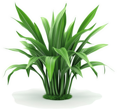 Lush green foliage of a clumping plant. png