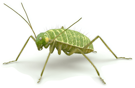 Detailed 3d rendering of a green insect. png