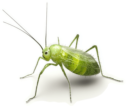 Close-up of a vibrant green insect. png
