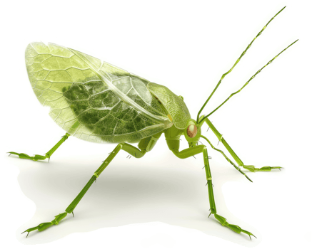Translucent green insect resembling a leaf. png