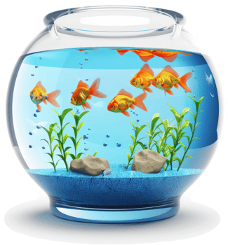 Ornamental fish inhabit a clear, round aquarium. png