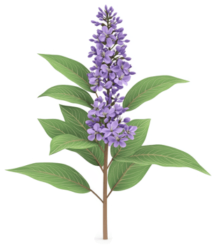 Lilac blossom with vibrant green leaves. png