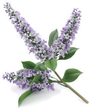 Lively lavender blossoms on a slender stem. png