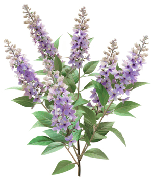 Light purple flowers in clusters on delicate stems. png