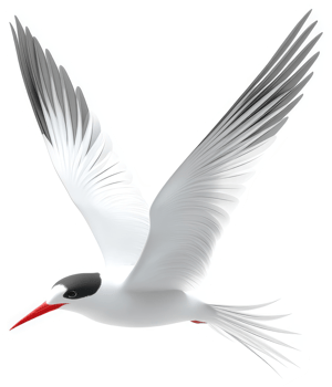 A graceful arctic tern soars through the air. png