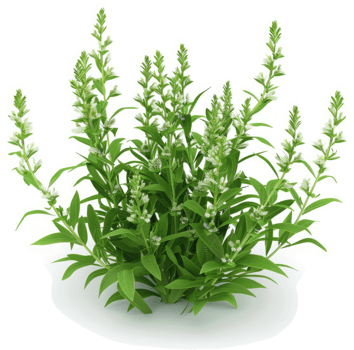 Dense cluster of vibrant green herbs with small white flowers. png