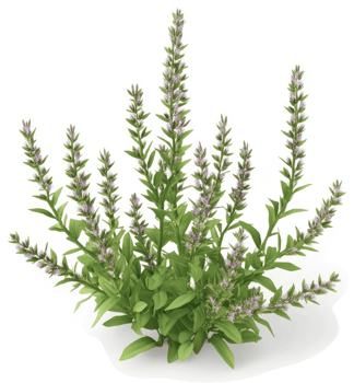 Dense cluster of light purple flowers on a low-growing plant. png