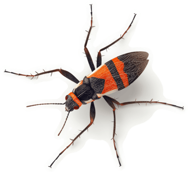 High-angle close-up of a colorful insect. png