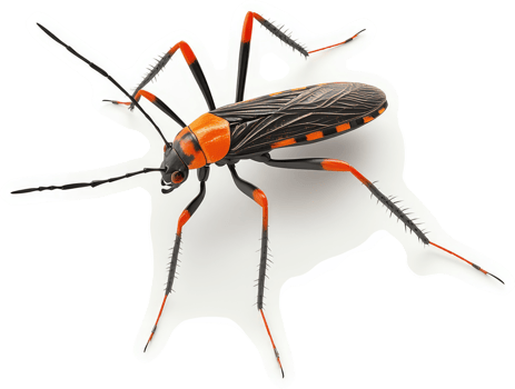 Detailed view of a colorful, orange and black insect. png