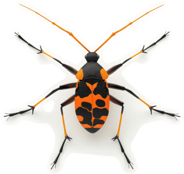 A colorful, patterned insect with long legs. png