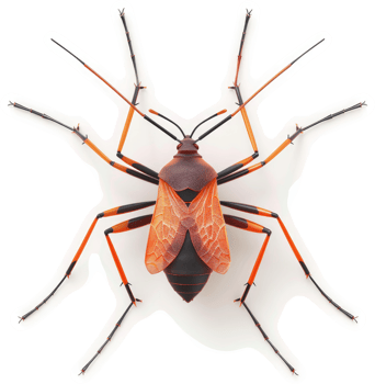 Detailed close-up view of a colorful insect. png