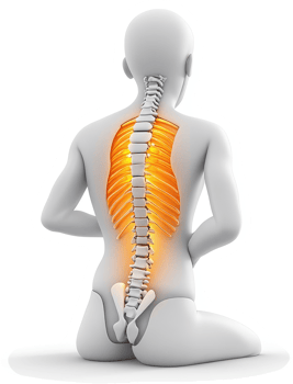 Painful back anatomy highlighted, showing spine and ribs. png