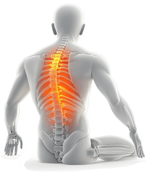 Human anatomy highlighting spinal pain. png