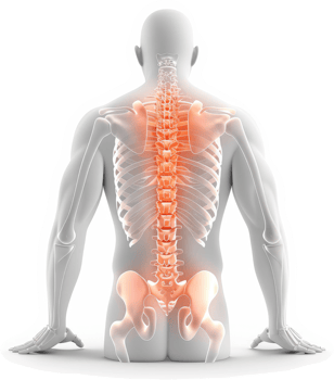 Visual representation of spinal pain and skeletal structure. png