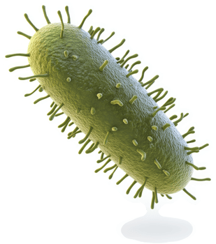 Detailed image of a rod-shaped bacterium. png