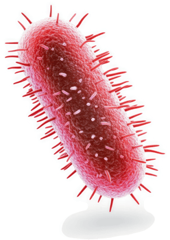 Rod-shaped bacterium with fine projections. png