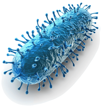 Detailed illustration of a rod shaped bacterium. png