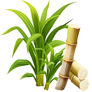 Illustration of Sugarcane Plant with Stalks and Lush Green Leaves png