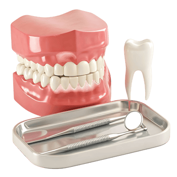 Dental Model with Tools and Single Tooth for Dentistry Illustration png