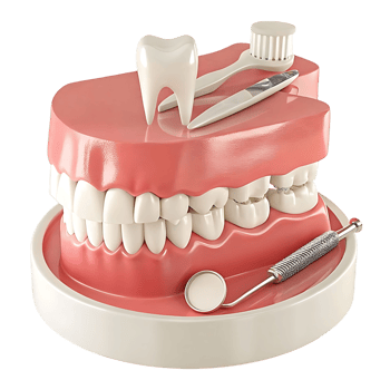 Detailed Dental Model with Toothbrush Tooth and Instruments for Oral Hygiene and Care png