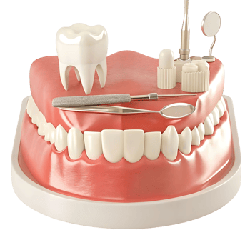 Dental Model with Teeth and Instruments for Dentistry Procedures and Education png