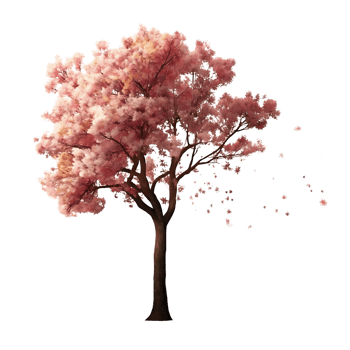A Pink Cherry Blossom Tree with Falling Petals in Full Bloom on a transparent Background png