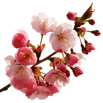 Stunning Closeup of Delicate Pink and White Cherry Blossoms on a Branch png