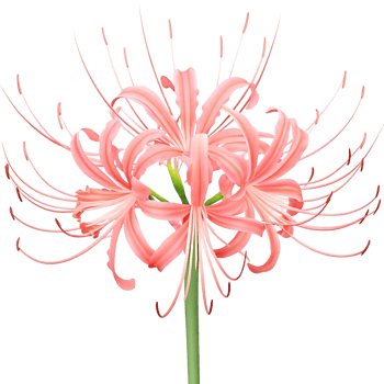 Stunning Pink Lycoris Radiata Spider Lily Blossom Closeup Detailed transparent png