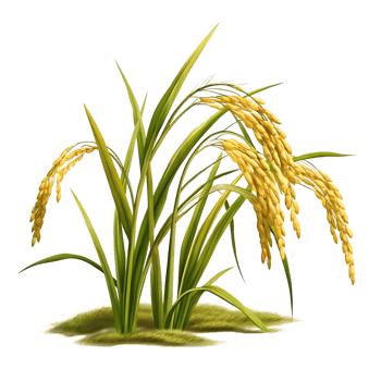 A Lush Rice Plant with Golden Grains Abundant Harvest Agriculture Cereal Crop png