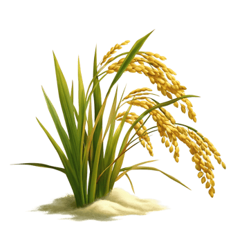 A vibrant transparent of rice plants with golden grains and lush green leaves against a transparent background png
