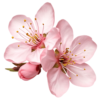 Two Delicate Pink Almond Blossoms Close Up Spring Flowers png