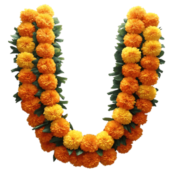 Beautiful UShaped Garland of Orange and Yellow Marigold Flowers on transparent Background png