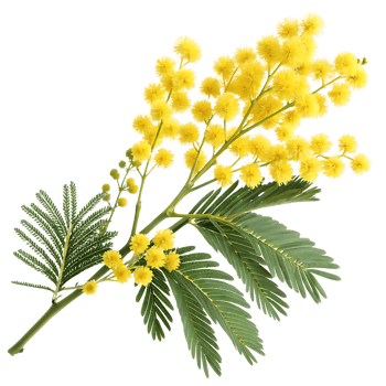 Mimosa flower branch with yellow blossoms and green leaves. png