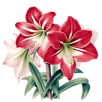 Stunning Botanical transparent of Amaryllis Flowers with Red and White Petals and Lush Green Foliage png