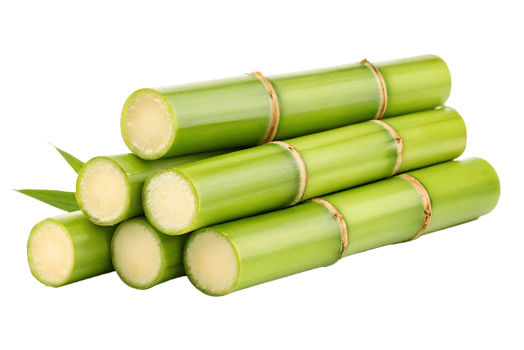Fresh green sugarcane stalks, ready for processing. Sweet, natural, and delicious. png