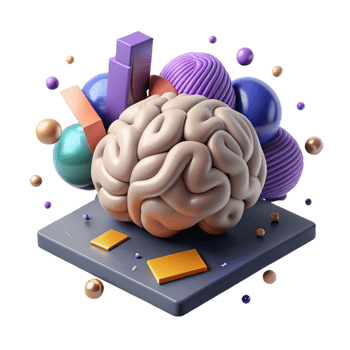 serene traditional D Brain Model with Shadow Isolated original png