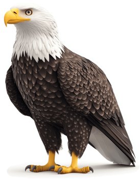 Bald eagle, a majestic avian predator. png