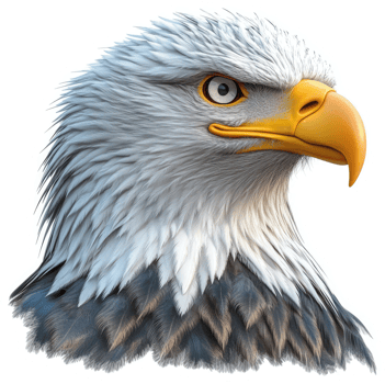 Detailed profile view of an American bald eagle's head. png