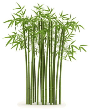 Lush cluster of bamboo stalks and foliage. png