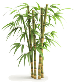 Lush bamboo stalks display vibrant green foliage against a plain white background. png