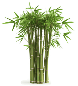Lush bamboo stalks with vibrant green foliage. png